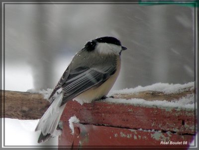 Msange  tte noire  queue blanche(Black-capped Chickadee)