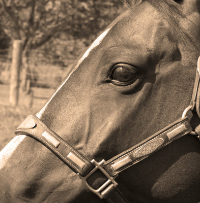 IMG_4436 sepia tone dark.jpg