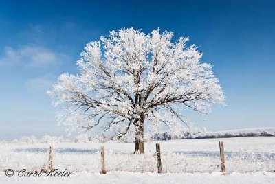 Lone Frosty Tree