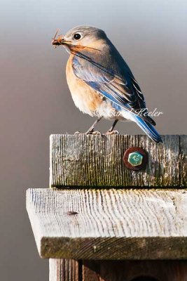 Female Bluebird Bringing Nesting Materials