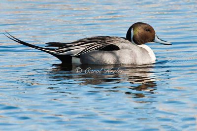 Mr. Pintail with his Glorious Tail