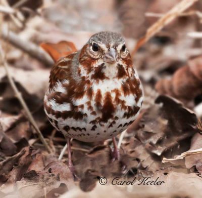 Fox Sparrow