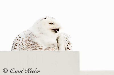 Snowy Owl 2011