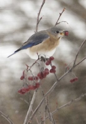 Bluebird with Berry