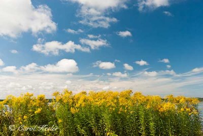 Goldenrod and Blue Skies