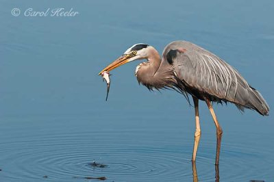 Great Blue Heron and Tasty Treat