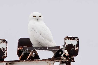 Snowy Owl at the Airport