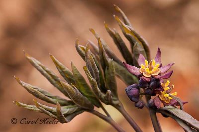 Blue Cohosh