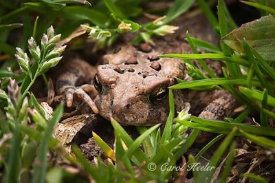 Hiding Baby Toad