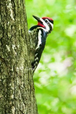 Yellow-Bellied Sapsucker