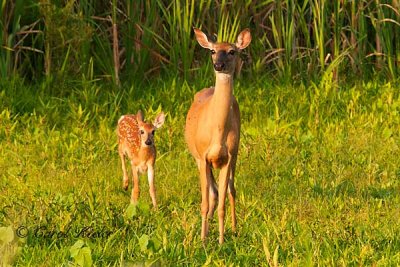 White-Tail Doe with her Fawn