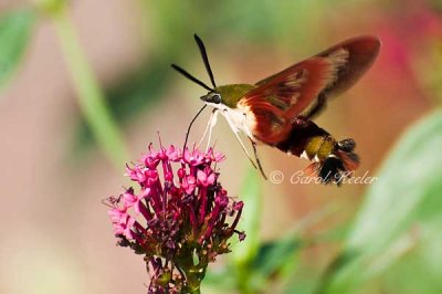 Snowberry Clearwing Hummingbird Moth 