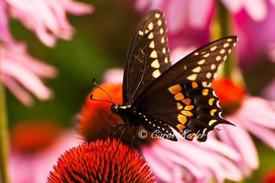 Black Swallowtail 