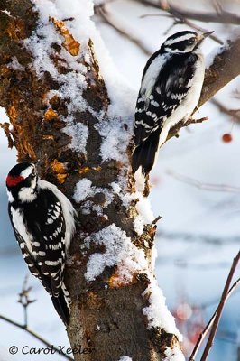 He and She Downy Woodpeckers