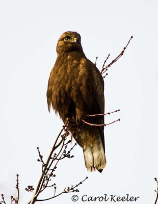 Rough-Legged Hawk