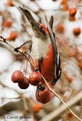 Pine Grosbeak Acrobat