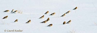 Snow Buntings