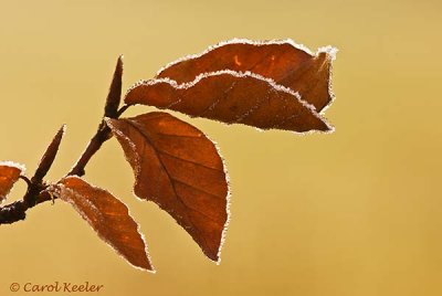 Frosted Beech Leaves