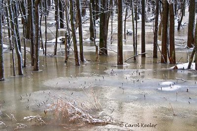 The Swamp Woods in Winter