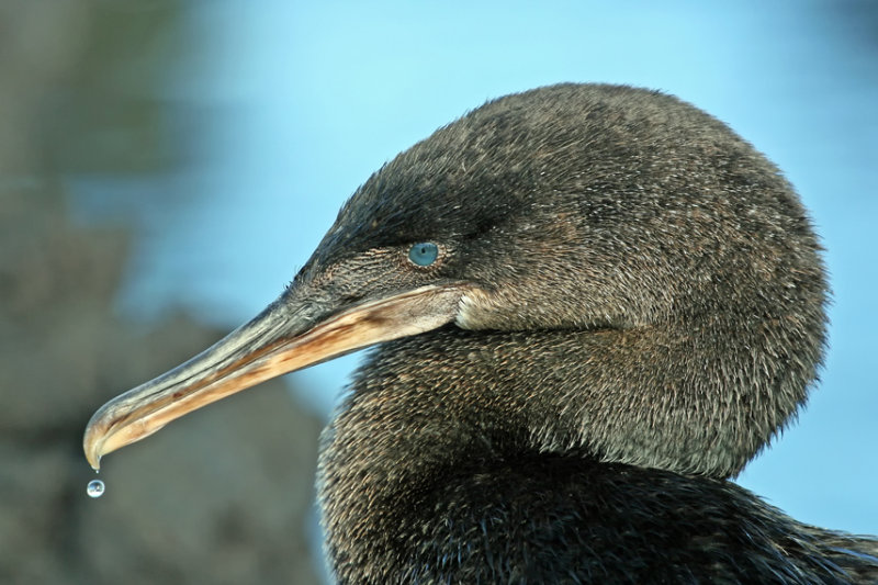 FLIGHTLESS CORMORANT (Phalacrocorax harrisi)