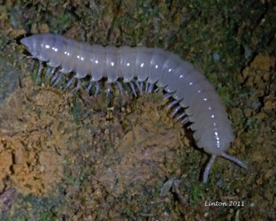 MILLIPEDE  IMG_7962