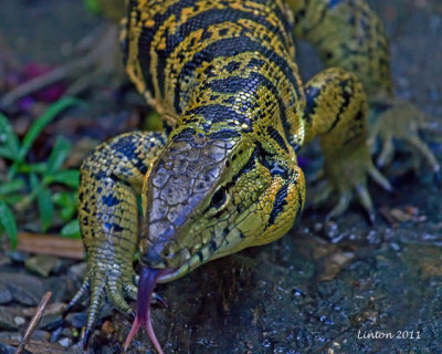 GOLDEN TEGU (TIGER) LIZARD  (Tupinambis teguixin)  IMG_7379 