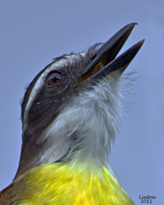 GREAT KISKADEE (Pitabgus sulphuratus)  IMG_8197