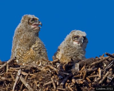 GREAT HORNED OWL CHICKS (Bubo virginianus)  IMG_8432