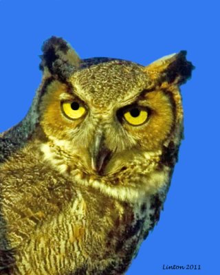 HORNED OWL (Bubo virginianus)  PORTRAIT IMG_8316
