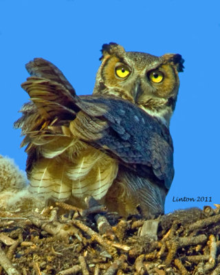 GREAT HORNED OWL  (Bubo virginianus)  IMG_8328