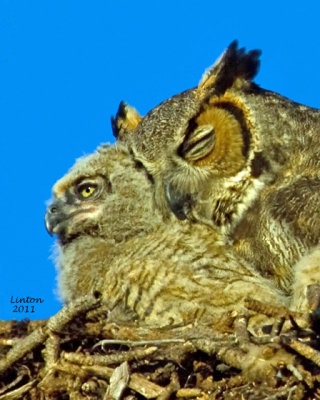 GREAT HORNED OWL MOTHER and CHICK  (Bubo virginianus)  IMG_8367