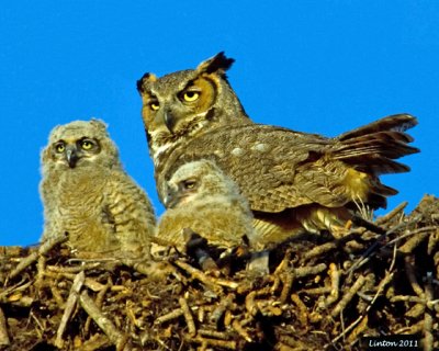 GREAT HORNED OWL MOTHER and CHICKS (Bubo virginianus)  IMG_8397
