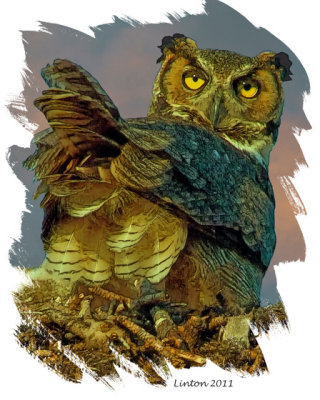 GREAT HORNED OWL (Bubo virginianus) sketch IMG_0002 