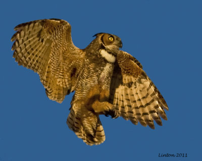 GREAT HORNED OWL FLIGHT (Bubo virginianus) IMG_8463