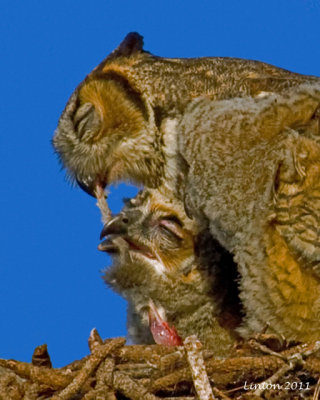 GREAT HORNED OWL MOTHER FEEDING ONE OF HER NESTLINGS  IMG_8751