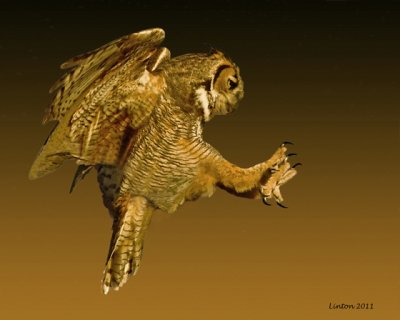 GREAT HORNED OWL FLIGHT