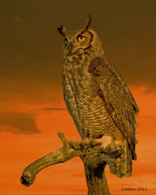 GREAT HORNED OWL