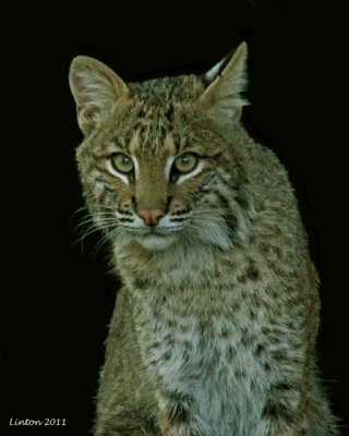 BOBCAT (Lynx rufus)  IMG_9361