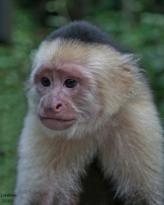 WHITE-FACED CAPUCHIN (Cebus capuchinus)  IMG_0748