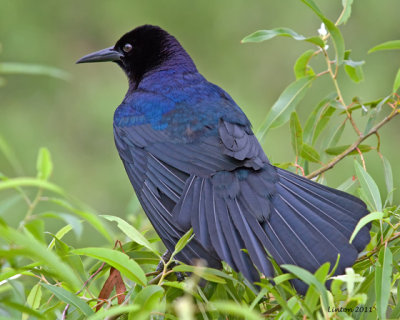 BOAT-TAILED GRACKLE (Quiscalus major)  IMG_9845