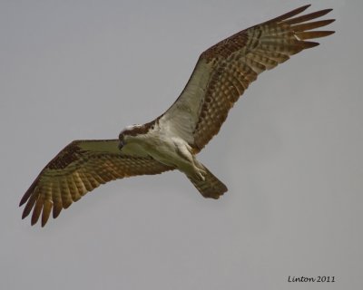 OSPREY (Pandion haliatus)  IMG_9871