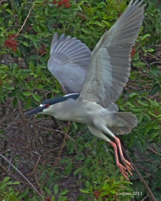BLACK-CROWNED NIGHT HERON (Nycticorax nycticoraz)  IMG_9725