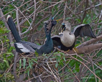 ANHINGA MALE AND FEMALE  IMG_9980