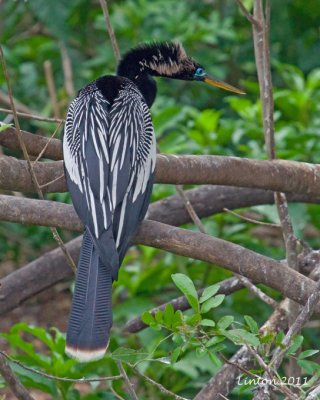 MALE ANHINGA IMG_9921