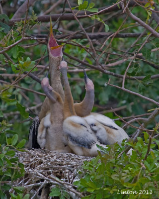 ANHINGA FEMALE AND NESTLINGS  IMG_9933
