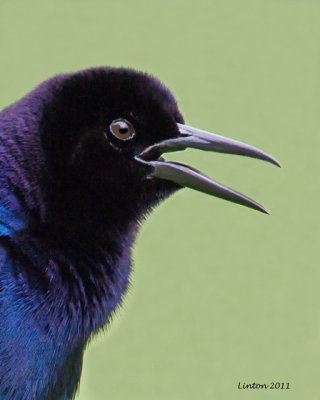 BOAT-TAILED GRACKLE  IMG_9833