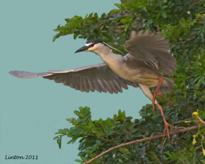 BLACK-CROWNED NIGHT HERON IMG_9674