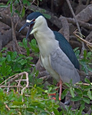 BLACK-CROWNED NIGHT HERON3 IMG_9815 72ppi.jpg