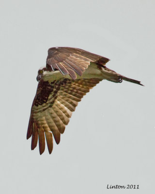 OSPREY
