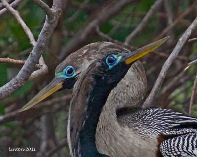 ANHINGA MALE AND FEMALE  IMG_9981